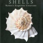 Discover the Beauty of Marine Life: A Captivating Review of ‘Shells: Nature’s Exquisite Creations’ from Amazon