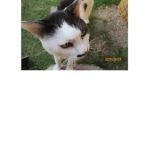 Unveiling the Secrets of Digital Storage: A Comprehensive Review of NASNE HDD KANSOU TAIKENKI (Japanese Edition) Unveiling the Secrets of Digital Storage: A Comprehensive Review of NASNE HDD KANSOU TAIKENKI (Japanese Edition)