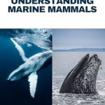 Unveiling Secrets of the Ocean: A Must-Read Review of The Language of Whales – Understanding Marine Mammals from Amazon Unveiling Secrets of the Ocean: A Must-Read Review of The Language of Whales – Understanding Marine Mammals from Amazon