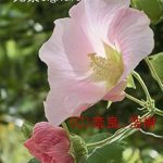 Must-Read Insights Revealed in Koukei Saito Hati (Japanese Edition) – A Comprehensive Review