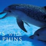 Discover the Magic of Marine Life: A Captivating Review of Days with Dolphins (Japanese Edition)