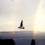 Discover the Beauty of Nature: A Compelling Review of ‘Seagull Visits: Art, Poetry, Photography from Amazon’