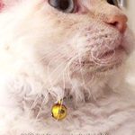 Discover the Charm of LaPerm Cats: A Must-Read Review of the 2020 Cat Photography Book: LaPerm (Japanese Edition) Discover the Charm of LaPerm Cats: A Must-Read Review of the 2020 Cat Photography Book: LaPerm (Japanese Edition)