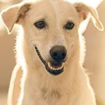 Discover Adorable Moments: A Heartfelt Review of ‘Cute Animal Photo Book (Japanese Edition)’ That Will Melt Your Heart! Discover Adorable Moments: A Heartfelt Review of ‘Cute Animal Photo Book (Japanese Edition)’ That Will Melt Your Heart!