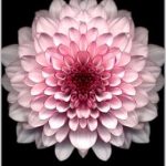Discover Life-Changing Strategies in ‘How to Cultivate Resilience and GRIT in Your Life – Mindfulness Techniques and Setting Goals’ – A Comprehensive Review of The LTC Social Services Toolkit by Lauren Reynolds Book 20