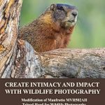 Discover the Ultimate Guide to Wildlife Photography: Create Intimacy and Impact with Wildlife Photography: Modifications of Manfrotto MVH502AH Tripod Head for Wildlife Photography