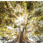 Discover the Secrets to Longevity: A Review of Aging Redefined: Simple Shifts for a Robust Lifestyle