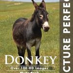 Must-See Visuals: A Review of Donkey: Picture Perfect Photo Book [Print Replica] – An Unforgettable Journey Through Stunning Imagery
