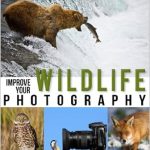 Discover the Secrets to Stunning Shots: A Review of Improve Your Wildlife Photography (Improve Your Photography Book 3) Discover the Secrets to Stunning Shots: A Review of Improve Your Wildlife Photography (Improve Your Photography Book 3)
