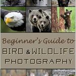 Discover the Secrets of Captivating Shots: A Review of Beginner’s Guide to Bird and Wildlife Photography