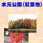 Unveiling Nature’s Beauty: A Captivating Review of ‘Photograph Collection Mizumoto Park Autumn Leaves – Other Photo Collection (Japanese Edition)’