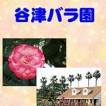 Discover the Beauty of Nature: A Compelling Review of ‘Photo Collection Yatsu Rose Garden (Japanese Edition)’ Discover the Beauty of Nature: A Compelling Review of ‘Photo Collection Yatsu Rose Garden (Japanese Edition)’