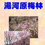 Discover the Beauty of Nature: A Captivating Review of ‘Photograph Collection Yugawara Plum Forest Photo Collection (Japanese Edition)’