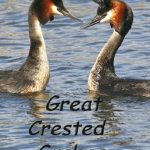 Discover the Enchanting World of Courtship and Family Life: GREAT CRESTED GREBES OF NEW ZEALAND – A Photo Story of Courtship, Mating, Nesting, and Chick Rearing Discover the Enchanting World of Courtship and Family Life: GREAT CRESTED GREBES OF NEW ZEALAND – A Photo Story of Courtship, Mating, Nesting, and Chick Rearing
