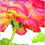 Discover the Magic of Moments: A Comprehensive Review of CJ’s Collection in Photography