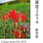 Captivating and Haunting: A Deep Dive into Cluster-Amaryllis 2019 (Japanese Edition) – A Must-Read for Literary Enthusiasts! Captivating and Haunting: A Deep Dive into Cluster-Amaryllis 2019 (Japanese Edition) – A Must-Read for Literary Enthusiasts!