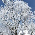 Discover the Art of Japanese Calligraphy: A Review of SHOKA ERIKA: 2022 NEW YEAR CALIGRAPHY (Japanese Edition) Discover the Art of Japanese Calligraphy: A Review of SHOKA ERIKA: 2022 NEW YEAR CALIGRAPHY (Japanese Edition)