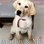 Heartwarming and Hilarious: A Review of Marley & Me: Life and Love with the World’s Worst Dog